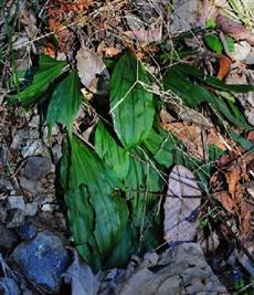 植物名：エビネ　撮影者：山岡重明