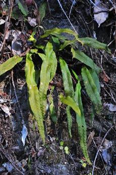 植物名：ツクシノキシノブ　撮影者：山岡重明