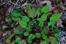 植物名：キュウリグサ　撮影者：山岡重明