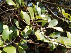 ５野根八幡宮イスノキの果実と虫えい