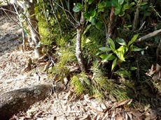 6甲浦植え込みのマツバラン 6甲浦植え込みのマツバラン
