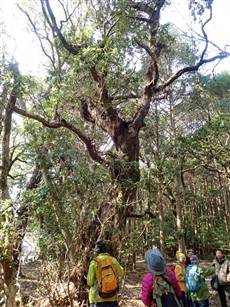 ４野根八幡宮ヤマモガシの観察