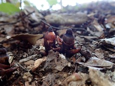 １１．ヤッコソウの残骸