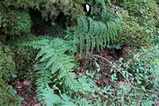 オオフジシダ（鴻上）