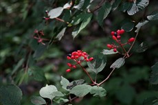 ヤブデマリ（鴻上）