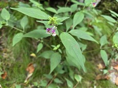 シコクママコナ（大利）