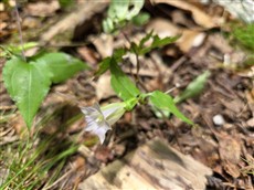 ツルリンドウ（大利）