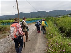 小川の土手に咲く帰化アサガオを観ながら歩く_福原 小川の土手に咲く帰化アサガオを観ながら歩く_福原