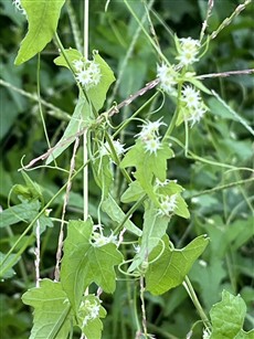 ゴキヅル(花)_細川 ゴキヅル(花)_細川