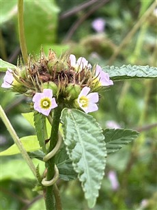 ノジアオイ_細川 ノジアオイ_細川