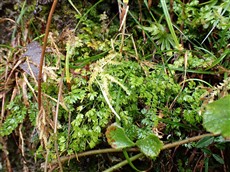 コセリバオウレン コセリバオウレン