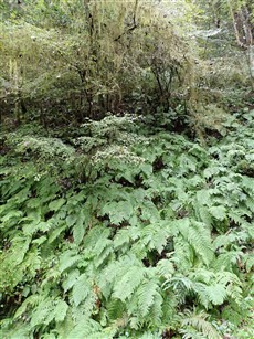下ル川西ノ谷,シダ類が多く,雲霧林のようなコケ類が垂れ下がる 下ル川西ノ谷,シダ類が多く,雲霧林のようなコケ類が垂れ下がる