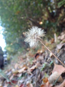 ⑤センボンヤリ ⑤センボンヤリ