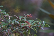 ⑦ツゲモチの果実 ⑦ツゲモチの果実