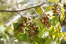 ⑨たわわに実ったシマサルナシ ⑨たわわに実ったシマサルナシ