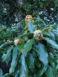 ⑩シロダモ♂花 ⑩シロダモ♂花