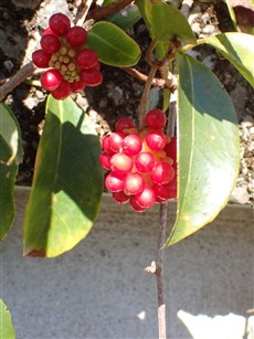 ⑪サネカズラ ⑪サネカズラ