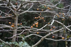 リュウキュウマメガキ