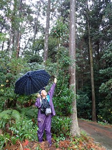 大きなマンリョウ