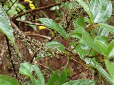 ハドノキそう果1