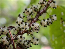 ハドノキそう果2