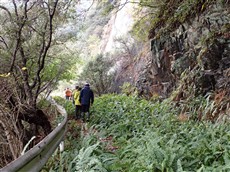 タマシダ茂る旧道